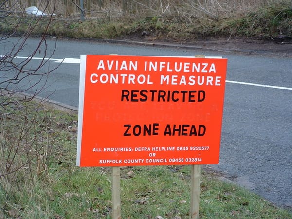 Under the Microscope - The H5N1 Outbreak's Unsettling Spread from Birds to Dairy Cattle
